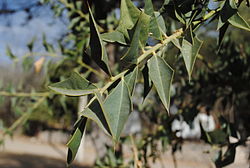 250px-Jodina_rhombifolia